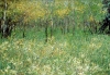 Aspen Grove
