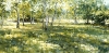 Birch Trees Summer